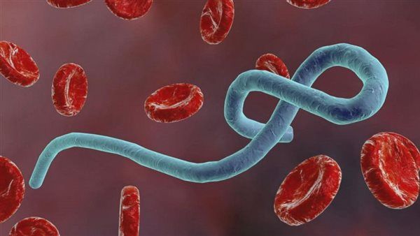ارتفاع ضحايا فيروس إيبولا في الكونغو لـ 438 شخصا