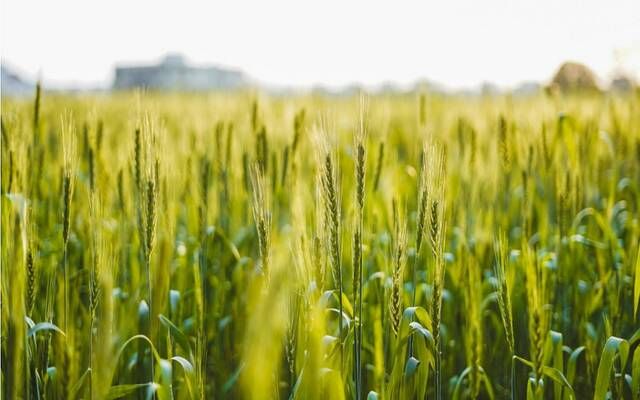 السعودية تطرح مناقصة لاستيراد 655 ألف طن قمح