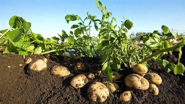 من المعمل إلى الحقل.. مشروع مصري لإنتاج تقاوي بطاطس جديدة.. خالية من الفيروسات وأكثر تحملًا للملوحة.. وخفض فاتورة الاستيراد “أبرز المزايا”