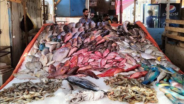 بعد انتشار تريند "قاع الهامور".. حكاية أشهر أسماك محافظة البحر الأحمر