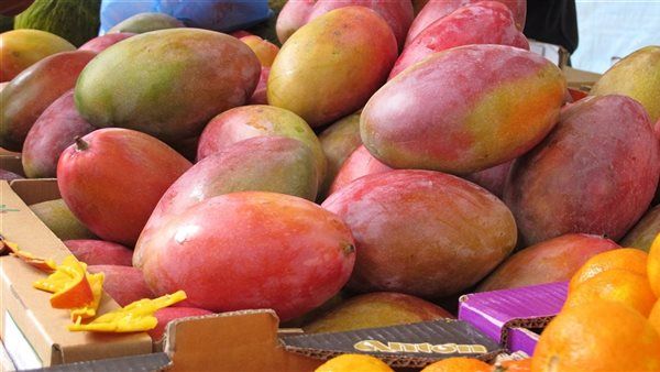 أسعار المانجو اليوم، ارتفاع 7 أصناف منها البلدي وتيمور والفص تقفز إلى 140 جنيها