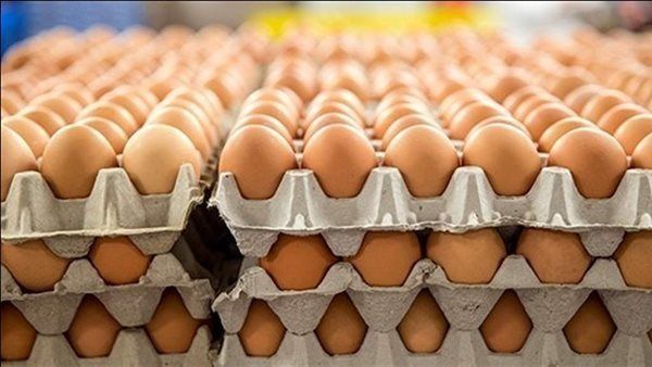 سعر كرتونة البيض اليوم الأربعاء في بورصة الدواجن
