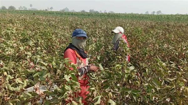 الذهب الأبيض نور الغيطان، بدء موسم جني القطن في بني سويف (صور)