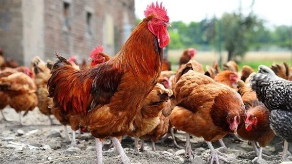 ارتفاع سعر الفراخ اليوم الإثنين 31 أغسطس 2026