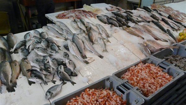 أسعار الأسماك اليوم، ارتفاع البلطي وقفزة في المكرونة والجمبري يسجل 1160 جنيها