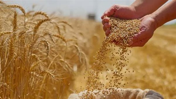عالية الإنتاجية وتصلح في هذه الأراضي، الزراعة تكشف سر الاتجاه لطرح أصناف جديدة من القمح