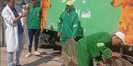 استجابة لشكاوى الأهالي.. حملات مكثفة لمواجهة الكلاب الضالة بحي غرب المنصورة