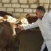 بيطري الفيوم: تحصين 8690 رأس ماشية ضد الحمى القلاعية والوادي المتصدع خلال أغسطس