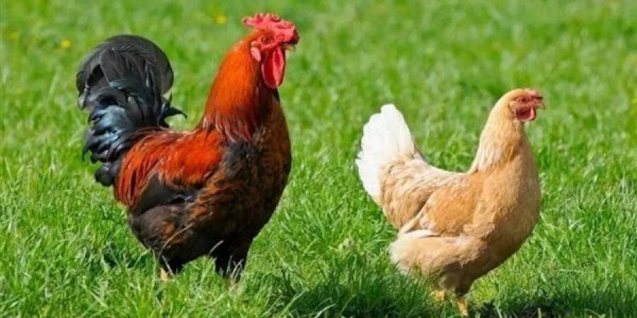 ارتفاع البيضاء وانخفاض البلدي، سعر الفراخ اليوم الثلاثاء 1 سبتمبر 2026 (آخر تحديث)