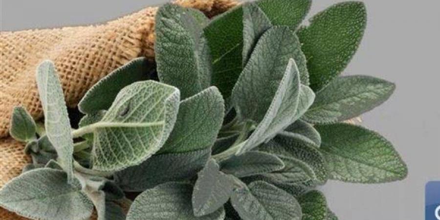 فوائد الميرمية للصحة، تدعم الذاكرة وتخفف الالتهابات