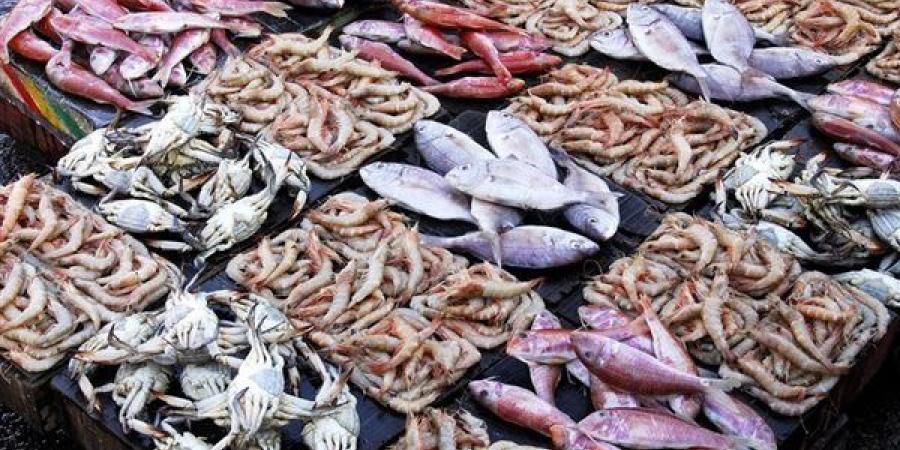 أسعار السمك اليوم، انخفاض المكرونة 30 جنيها وارتفاع البوري والكابوريا والجمبري