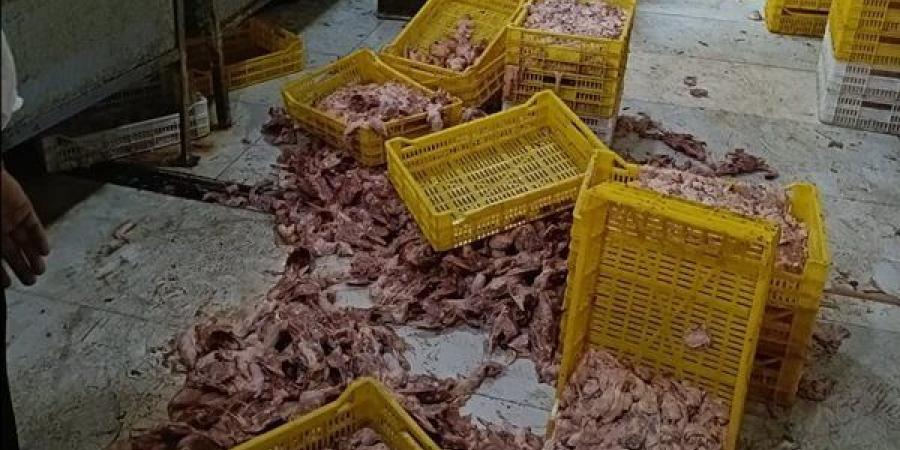 ضبط 70 طن لحوم ودواجن فاسدة وغير صالحة للاستهلاك الآدمي في الجيزة