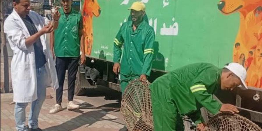 استجابة لشكاوى الأهالي.. حملات مكثفة لمواجهة الكلاب الضالة بحي غرب المنصورة