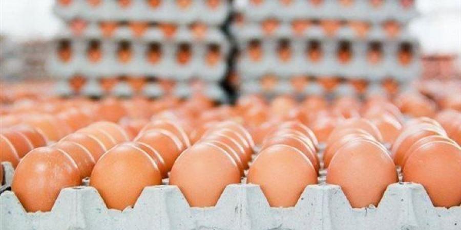 انخفاض الأبيض والأحمر وارتفاع البلدي، سعر كرتونة البيض اليوم الأحد في بورصة الدواجن
