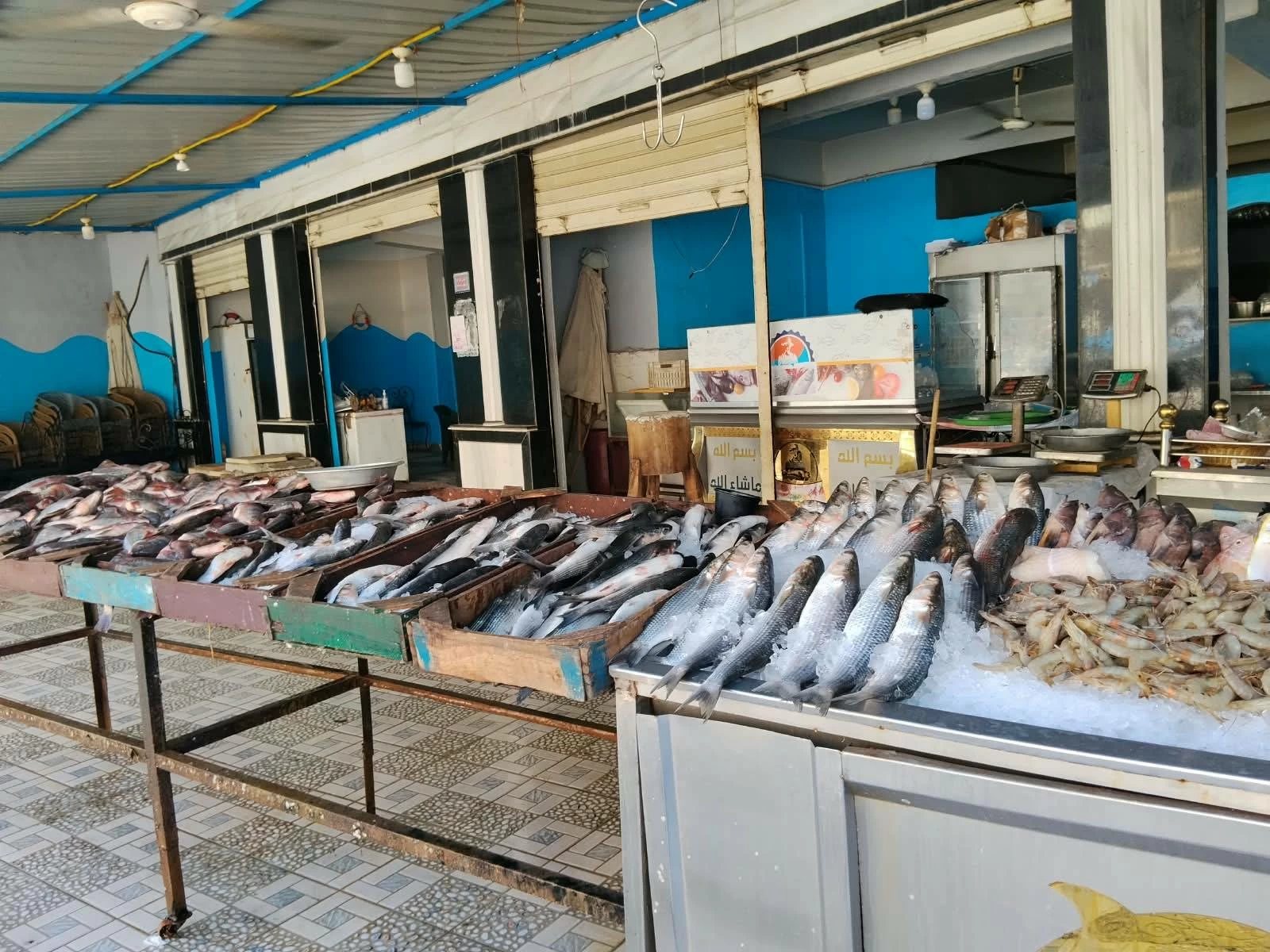البلطى يبدأ من 90 جنيهًا والبورى بـ220.. أسعار السمك اليوم فى مطروح