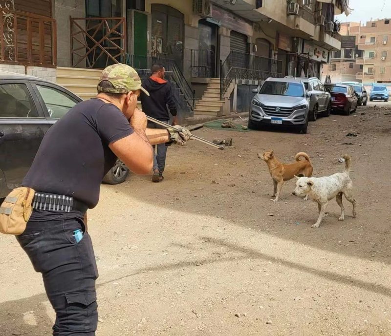 استجابة لشكاوى المواطنين.. «بيطري القليوبية» تحصّن الكلاب الحرة بشوارع قليوب