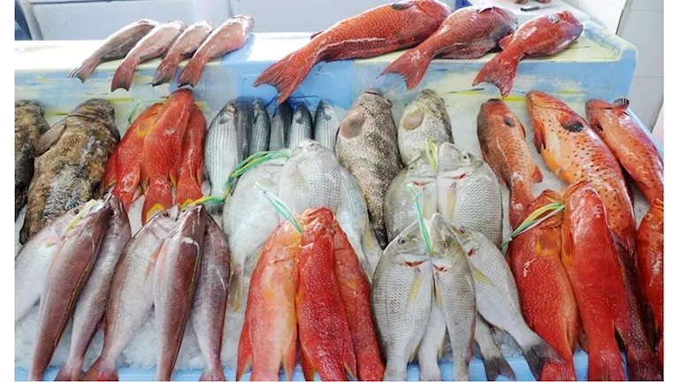 أسعار الأسماك والمأكولات البحرية في سوق العبور اليوم.. ارتفاع البلطي