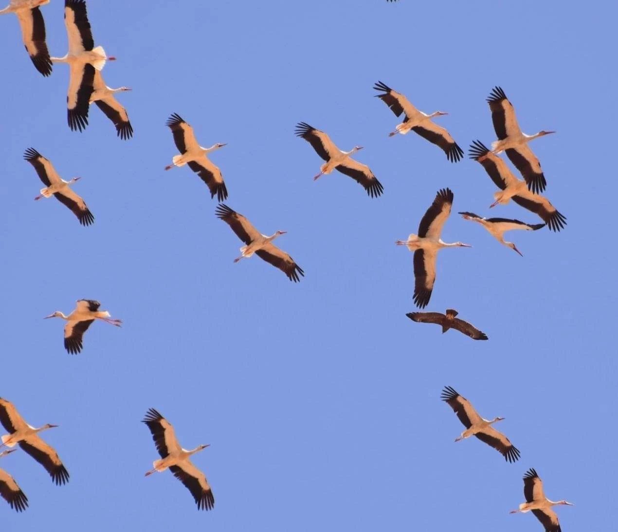 في اليوم العالمي للطيور المهاجرة.. محميات البحر الأحمر تدعو إلى توثيق الرحلات العابرة وحماية مساراتها
