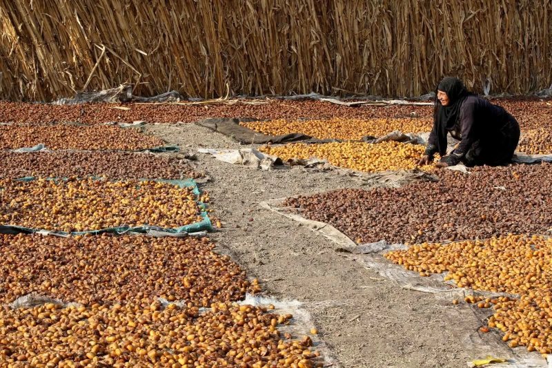 السيوي يبدأ من 25 جنيهًا.. أسعار البلح والتمور اليوم في مطروح وسيوة