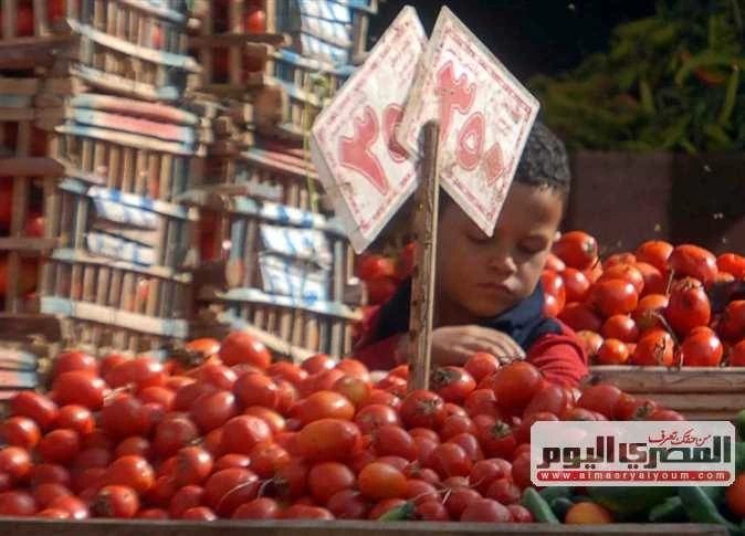 3 محاصيل تشعل أسعار الخضروات بأسواق المنيا اليوم .. تعرف عليها