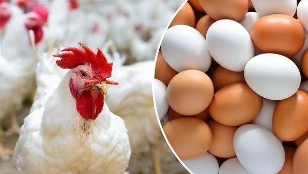 أسعار الفراخ البيضاء وكرتونة البيض اليوم الثلاثاء في أسواق مطروح
