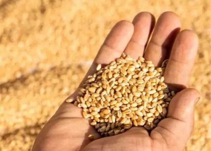 تراجع صادرات الحبوب الروسية المنقولة بحرًا بنحو 62% في سبتمبر