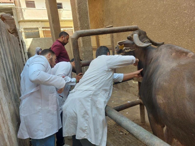 تحصين 613 ألف رأس ماشية ضد الأمراض الوبائية بالشرقية