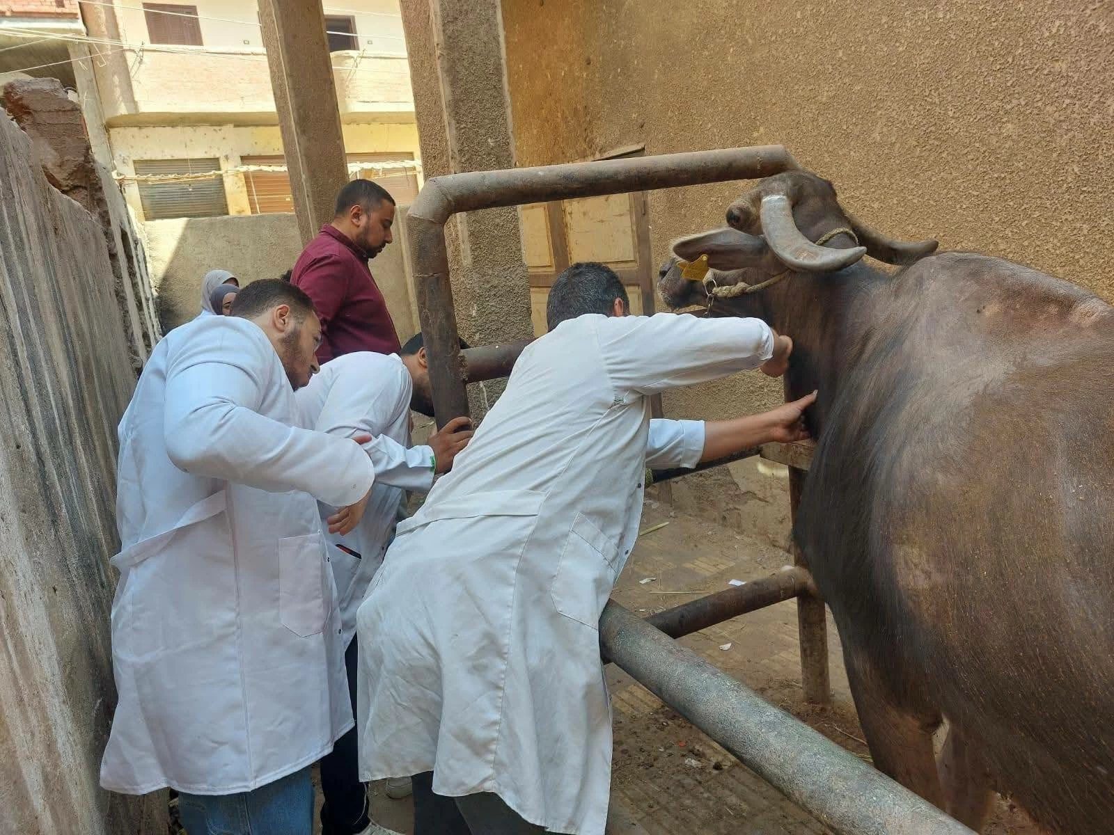 تحصين 613 ألف رأس ماشية ضد الأمراض الوبائية بالشرقية