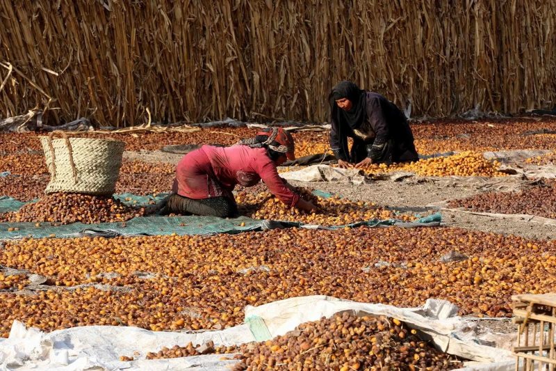 أسعار البلح السيوى والواحاتى والمجفف اليوم فى أسواق سيوة ومطروح