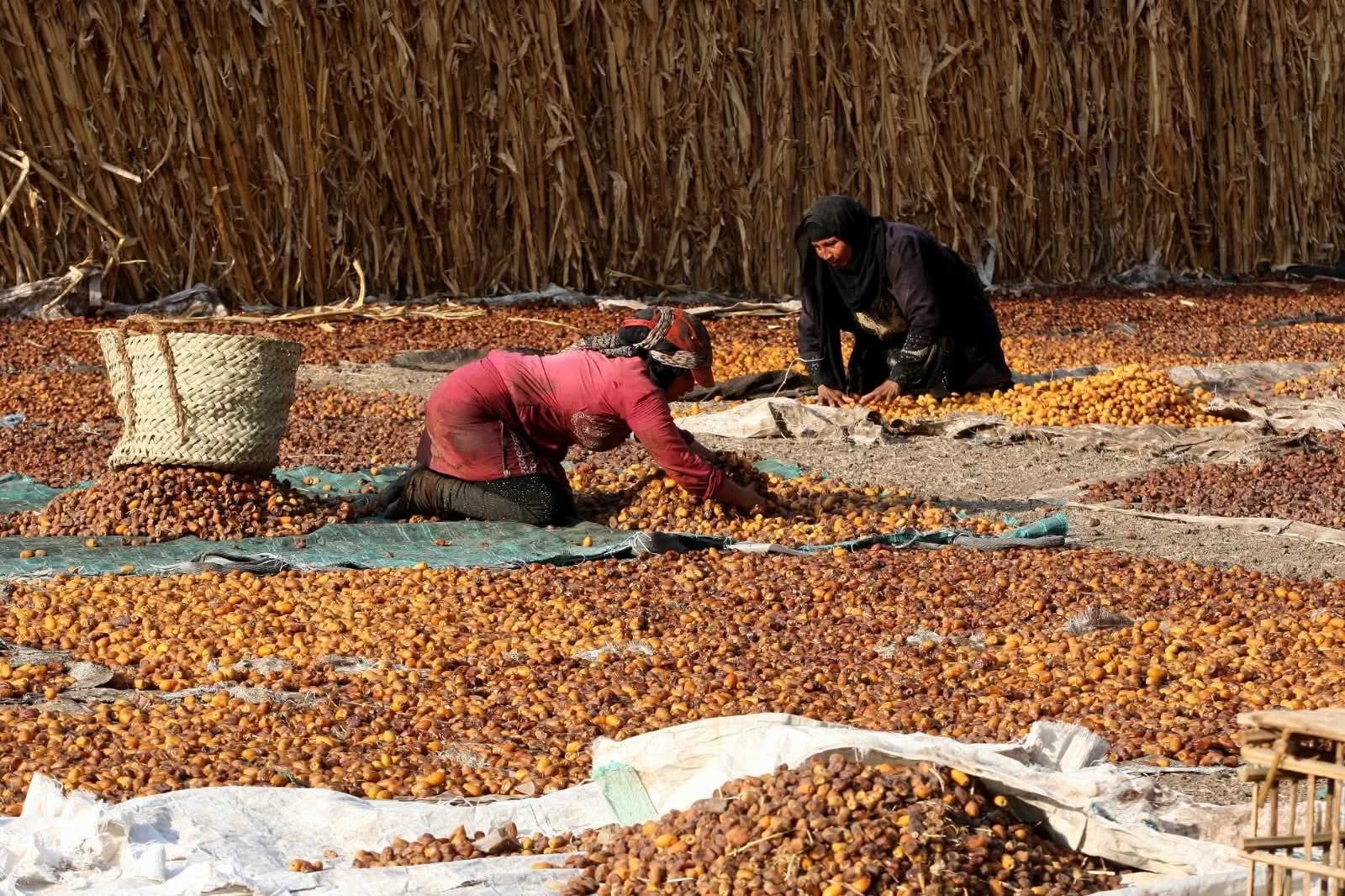 أسعار البلح السيوى والواحاتى والمجفف اليوم فى أسواق سيوة ومطروح